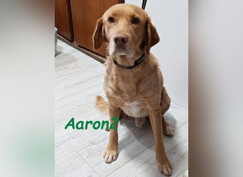 Aaron2 geb. 01/2020 (ESP-Pflegestelle) - geselliger, sozialer Labrador-Golden-Retriever-Mischling!