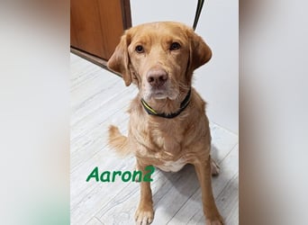 Aaron2 geb. 01/2020 (ESP-Pflegestelle) - geselliger, sozialer Labrador-Golden-Retriever-Mischling!