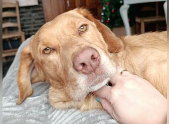 Aaron2 geb. 01/2020 (ESP-Pflegestelle) - geselliger, sozialer Labrador-Golden-Retriever-Mischling!