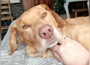 Aaron2 geb. 01/2020 (ESP-Pflegestelle) - geselliger, sozialer Labrador-Golden-Retriever-Mischling!