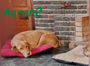 Aaron2 geb. 01/2020 (ESP-Pflegestelle) - geselliger, sozialer Labrador-Golden-Retriever-Mischling!