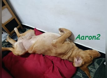Aaron2 geb. 01/2020 (ESP-Pflegestelle) - geselliger, sozialer Labrador-Golden-Retriever-Mischling!