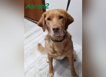 Aaron2 geb. 01/2020 (ESP-Pflegestelle) - geselliger, sozialer Labrador-Golden-Retriever-Mischling!