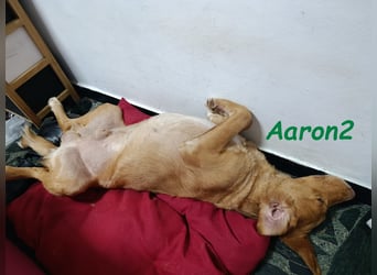 Aaron2 geb. 01/2020 (ESP-Pflegestelle) - geselliger, sozialer Labrador-Golden-Retriever-Mischling!
