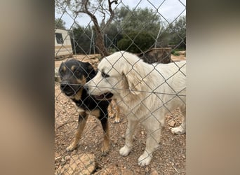 ADA sucht ihr  FÜR - IMMER - ZUHAUSE