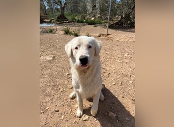 Leroy – freundlicher Riese sucht sein Zuhause 