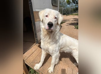 Leroy – freundlicher Riese sucht sein Zuhause 