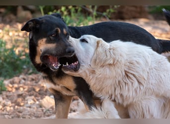 ADA sucht ihr  FÜR - IMMER - ZUHAUSE