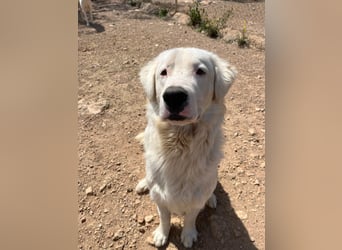 Leroy – freundlicher Riese sucht sein Zuhause 