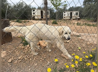 ADA sucht ihr  FÜR - IMMER - ZUHAUSE