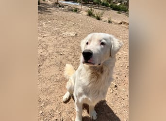 Leroy – freundlicher Riese sucht sein Zuhause 