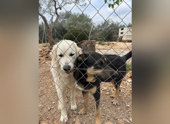 ADA sucht ihr  FÜR - IMMER - ZUHAUSE