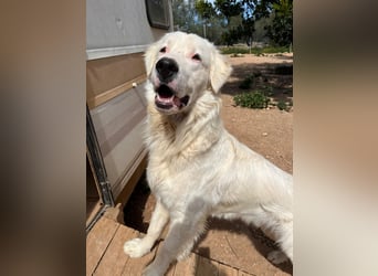 Leroy – freundlicher Riese sucht sein Zuhause 