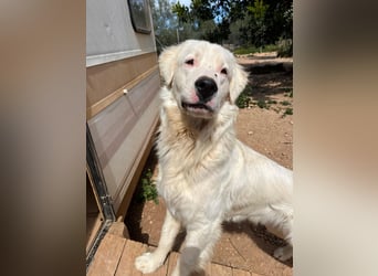 Leroy – freundlicher Riese sucht sein Zuhause 