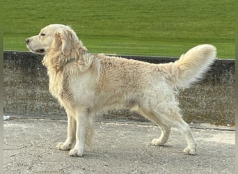 Golden Retriever Deckrüde Anton