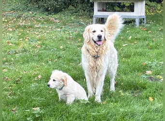 Golden Retriever Deckrüde Anton