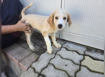 Rosalba: 5 Zwerge suchen ein Zuhause