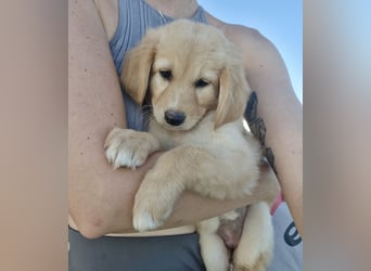 Golden Retriever Mix LILLY (geb. Juni 2026) sucht eine Familie!
