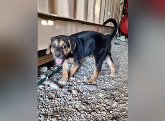 Golden Retriever Mix COCO (geb. Juni 2026) sucht eine Familie!