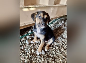 Golden Retriever Mix COCO (geb. Juni 2026) sucht eine Familie!