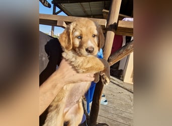 Golden Retriever Mix BEN (geb. Juni 2026) sucht eine Familie!