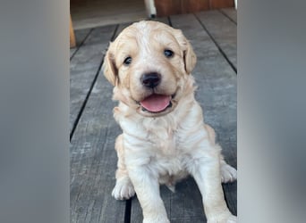 Retriever Mix FELIX (geb. Juni 2026) sucht eine Familie!