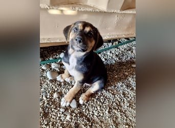 Golden Retriever Mix COCO (geb. Juni 2026) sucht eine Familie!