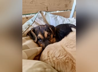 Golden Retriever Mix COCO (geb. Juni 2026) sucht eine Familie!