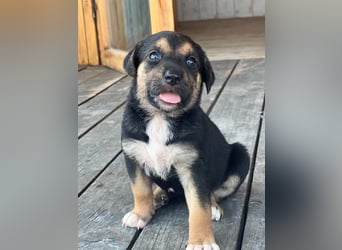 Golden Retriever Mix COCO (geb. Juni 2026) sucht eine Familie!