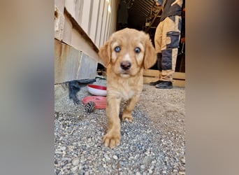 Golden Retriever Mix BEN (geb. Juni 2026) sucht eine Familie!