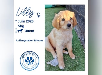 Golden Retriever Mix LILLY (geb. Juni 2026) sucht eine Familie!