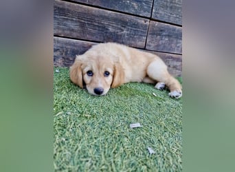 Golden Retriever Mix LILLY (geb. Juni 2026) sucht eine Familie!