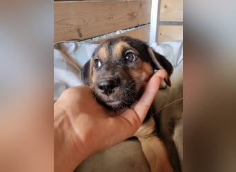 Golden Retriever Mix COCO (geb. Juni 2026) sucht eine Familie!