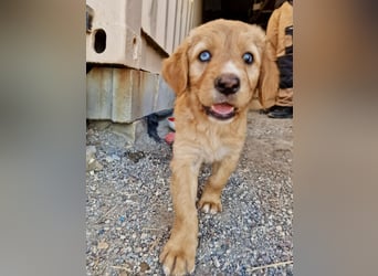 Golden Retriever Mix BEN (geb. Juni 2026) sucht eine Familie!