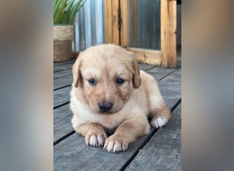 Golden Retriever Mix LILLY (geb. Juni 2026) sucht eine Familie!