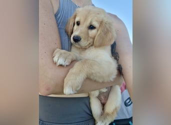 Golden Retriever Mix LILLY (geb. Juni 2026) sucht eine Familie!