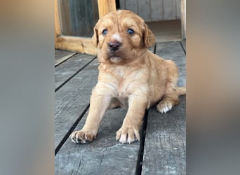 Golden Retriever Mix BEN (geb. Juni 2026) sucht eine Familie!