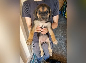 Golden Retriever Mix COCO (geb. Juni 2026) sucht eine Familie!