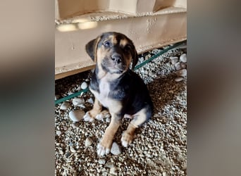 Golden Retriever Mix COCO (geb. Juni 2026) sucht eine Familie!