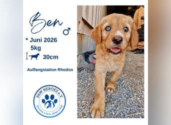 Golden Retriever Mix BEN (geb. Juni 2026) sucht eine Familie!