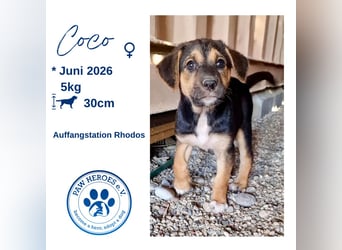 Golden Retriever Mix COCO (geb. Juni 2026) sucht eine Familie!