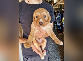 Golden Retriever Mix BEN (geb. Juni 2026) sucht eine Familie!