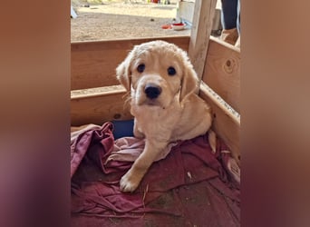 Retriever Mix FELIX (geb. Juni 2026) sucht eine Familie!