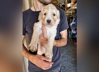 Retriever Mix FELIX (geb. Juni 2026) sucht eine Familie!