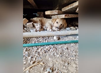 Retriever Mix FELIX (geb. Juni 2026) sucht eine Familie!