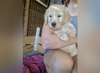 Retriever Mix FELIX (geb. Juni 2026) sucht eine Familie!