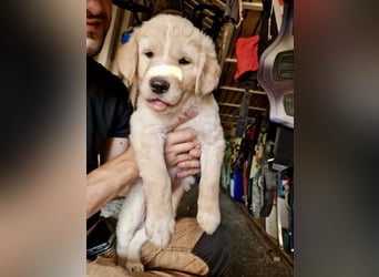 Retriever Mix FELIX (geb. Juni 2026) sucht eine Familie!