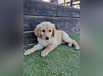 Golden Retriever Mix LILLY (geb. Juni 2026) sucht eine Familie!