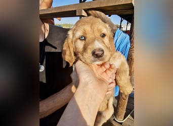 Golden Retriever Mix BEN (geb. Juni 2026) sucht eine Familie!