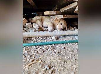 Retriever Mix FELIX (geb. Juni 2026) sucht eine Familie!